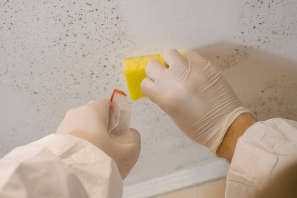 Best Mold Odor Removal Services  in Ottumwa, IA