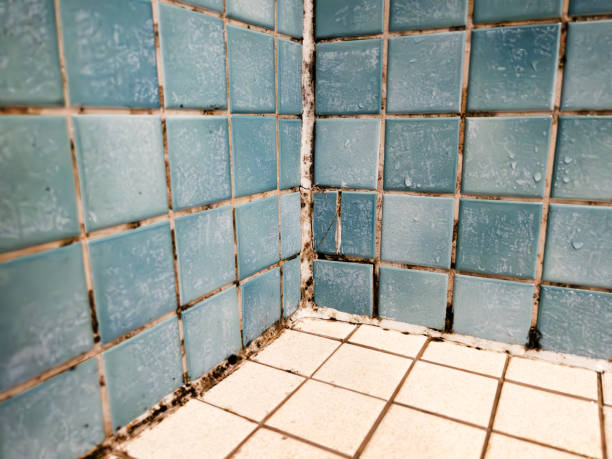 Best Mold Remediation for Healthcare Facilities  in Ottumwa, IA
