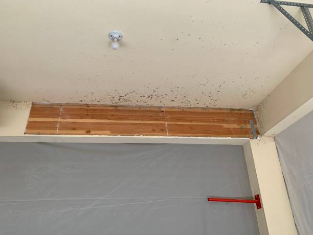 Best Mold Damage Restoration  in Ottumwa, IA