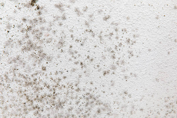 Best HVAC Mold Inspection and Cleaning  in Ottumwa, IA