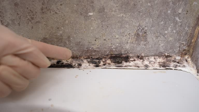 Best Water Damage & Mold Remediation  in Ottumwa, IA